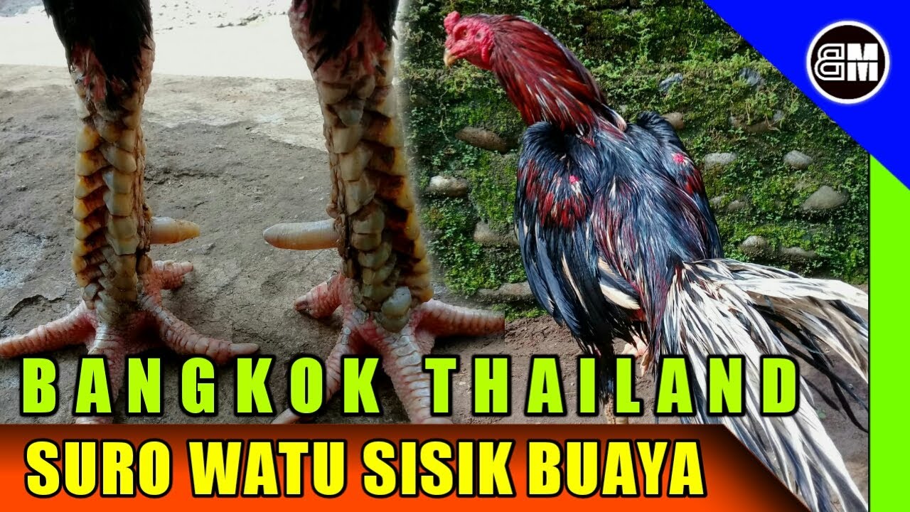 Detail Ayam Suro Cempaka Nomer 20