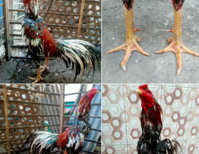 Detail Ayam Suro Cempaka Nomer 25