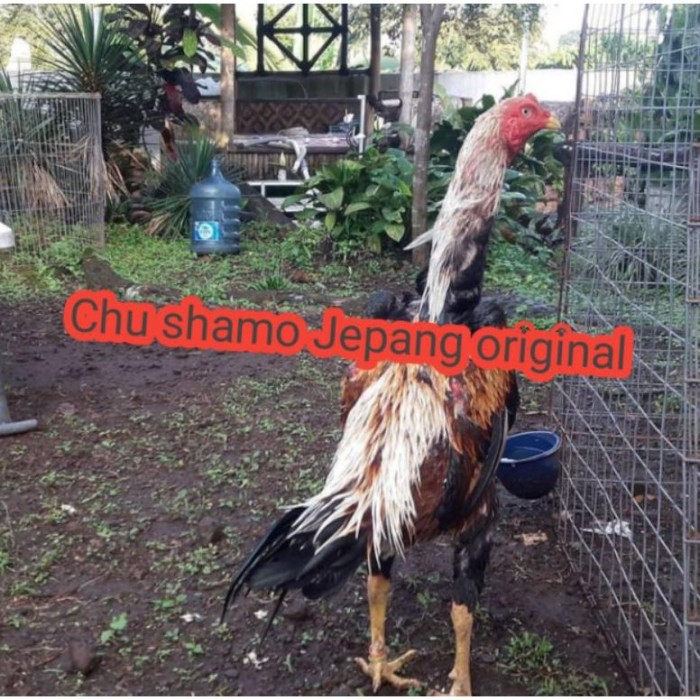 Detail Ayam Suro Cempaka Nomer 38