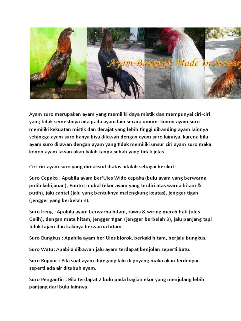 Detail Ayam Suro Pengantin Nomer 45