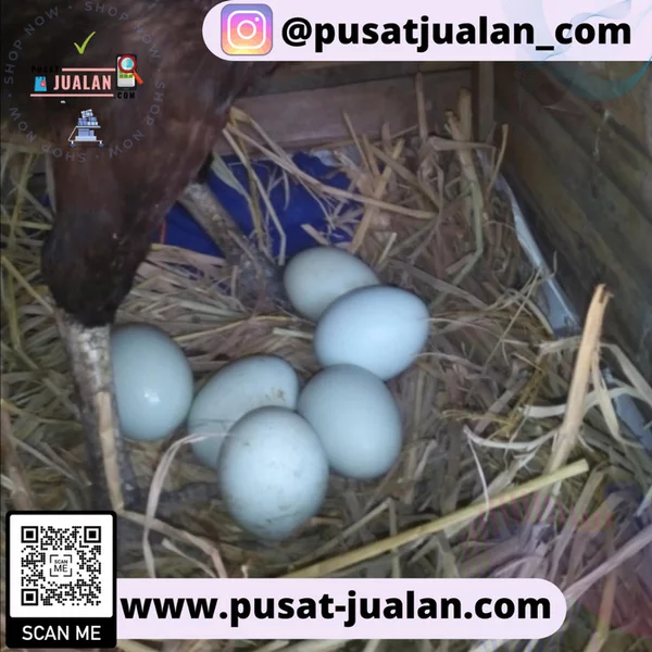 Detail Ayam Telur Biru Nomer 25