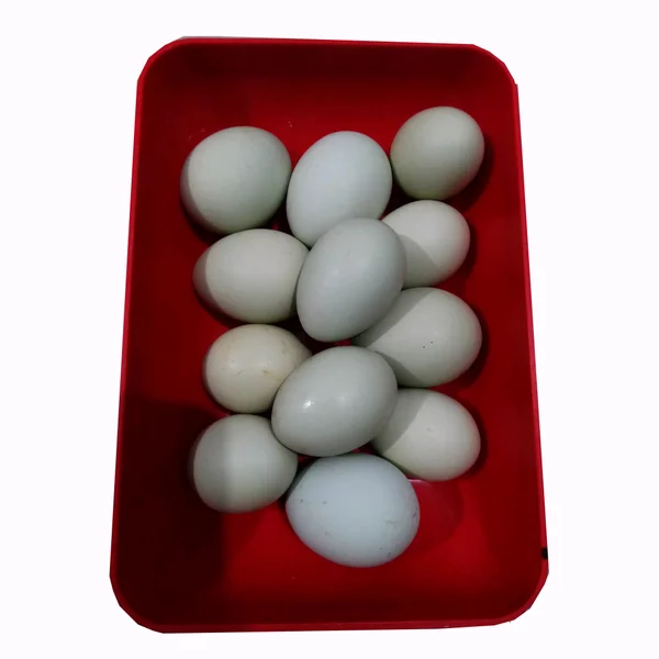 Detail Ayam Telur Biru Nomer 45