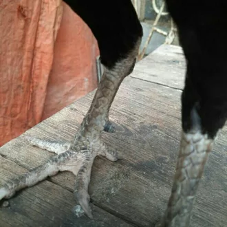 Detail Ayam Telur Biru Nomer 49