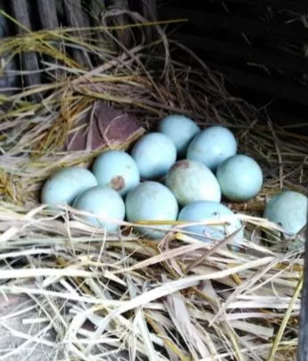 Detail Ayam Telur Biru Nomer 50