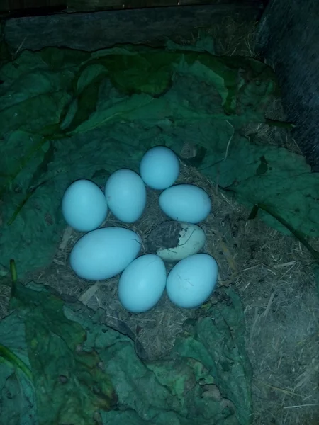 Detail Ayam Telur Biru Nomer 9