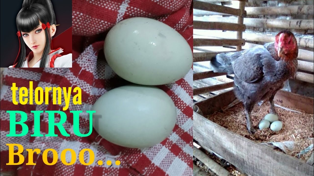 Detail Ayam Telur Hijau Nomer 31