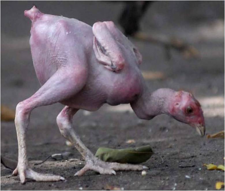 Ayam Trondol - KibrisPDR