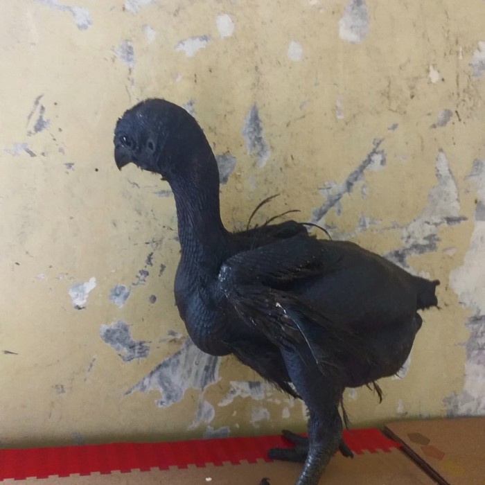 Detail Ayam Trondol Nomer 2