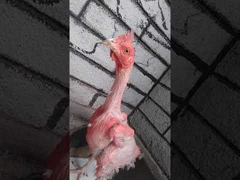 Detail Ayam Trondol Nomer 14