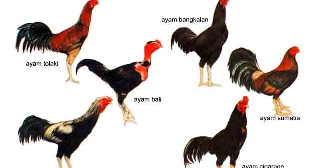 Detail Ayam Trondol Nomer 16