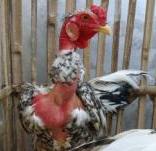 Detail Ayam Trondol Nomer 18