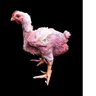 Detail Ayam Trondol Nomer 20