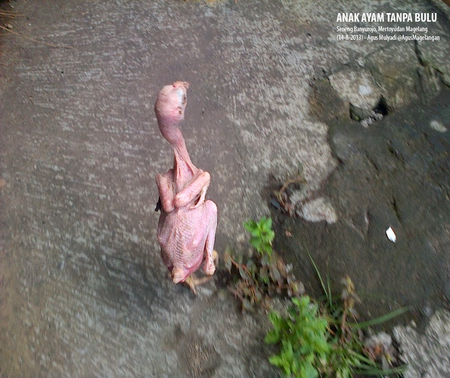 Detail Ayam Trondol Nomer 21