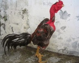 Detail Ayam Trondol Nomer 26