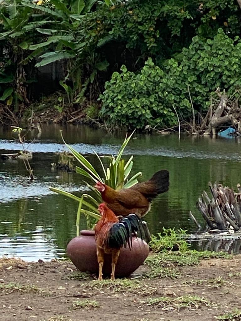 Detail Ayam Trondol Nomer 27