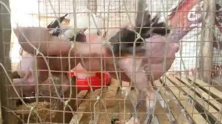 Detail Ayam Trondol Nomer 28