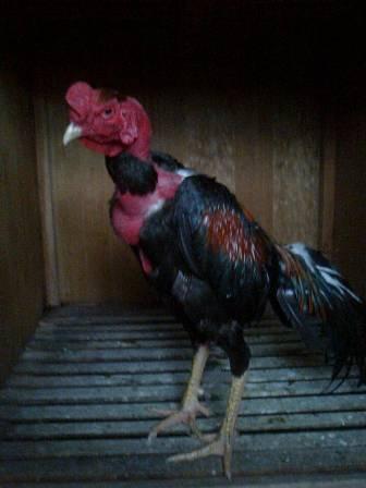 Detail Ayam Trondol Nomer 33