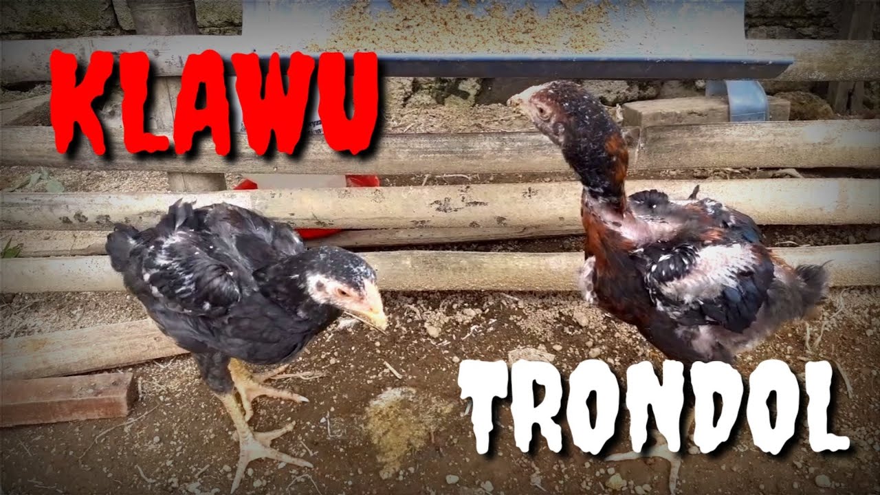 Detail Ayam Trondol Nomer 34