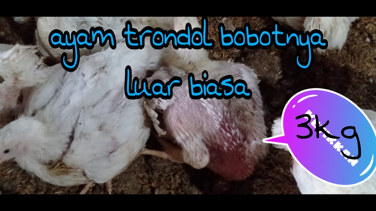 Detail Ayam Trondol Nomer 5