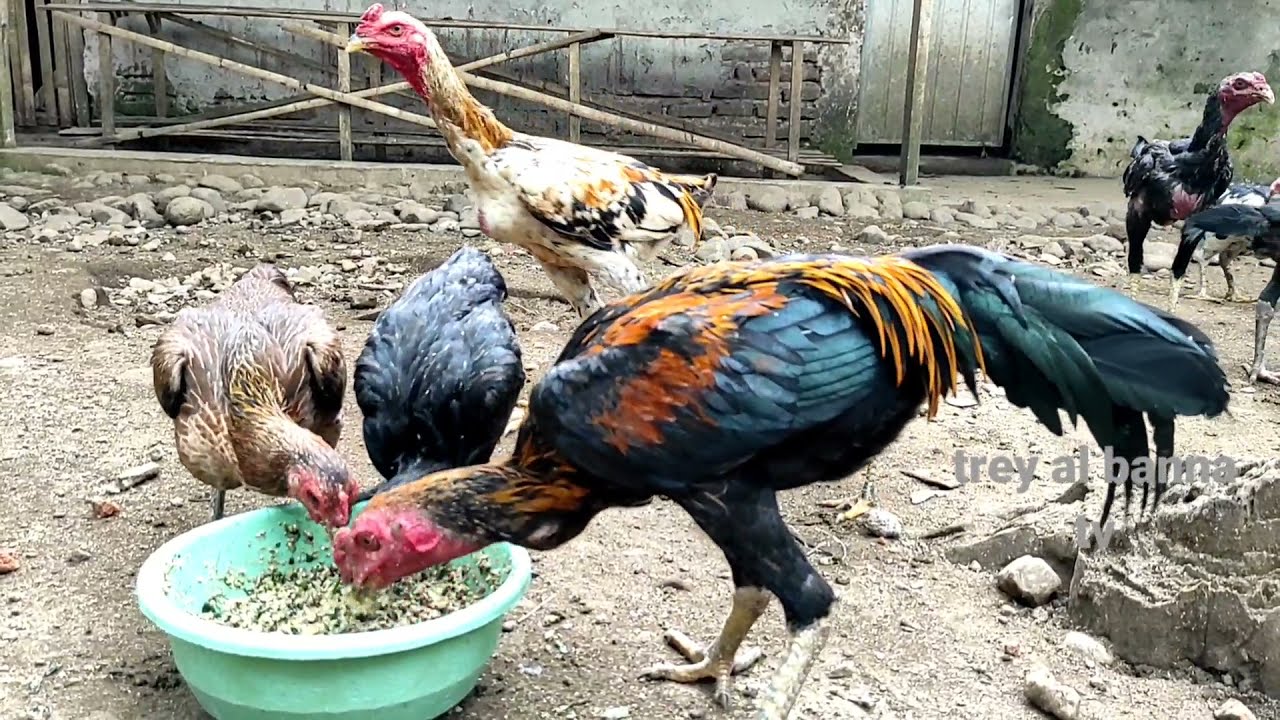 Detail Ayam Trondol Nomer 36