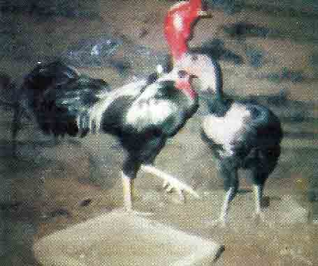 Detail Ayam Trondol Nomer 41