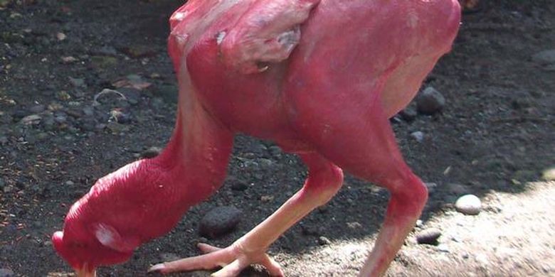 Detail Ayam Trondol Nomer 6