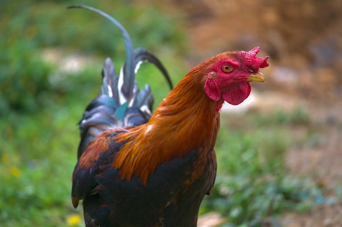 Detail Ayam Trondol Nomer 49