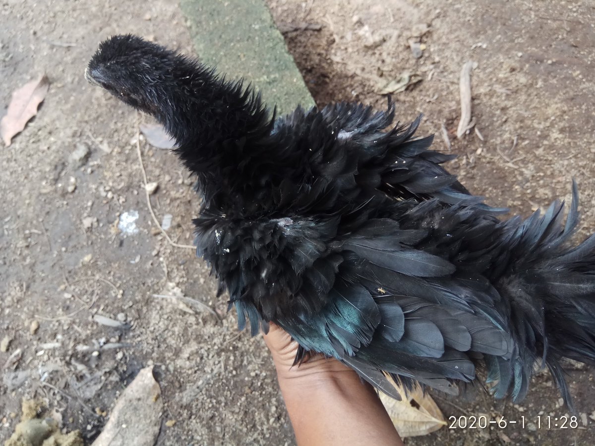 Detail Ayam Trondol Nomer 7