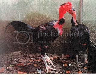 Detail Ayam Trondol Nomer 8