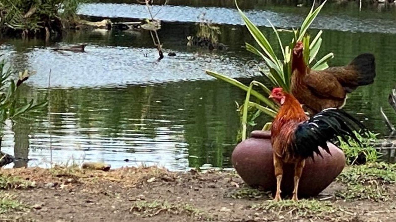 Detail Ayam Trondol Nomer 9
