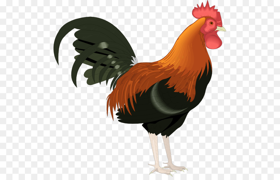 Detail Ayam Vector Png Nomer 10