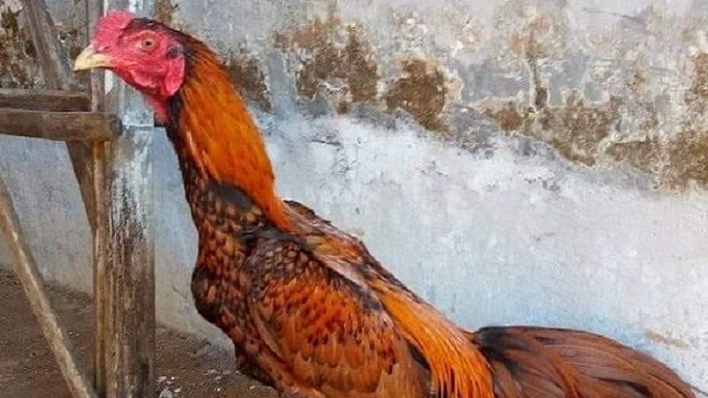 Ayam Wangkas Geni - KibrisPDR