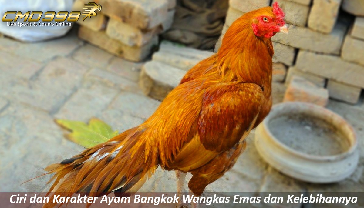 Detail Ayam Wangkas Geni Nomer 22