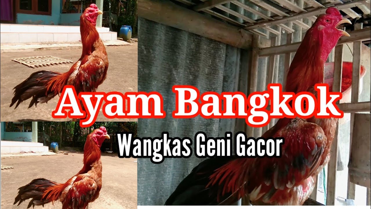 Detail Ayam Wangkas Geni Nomer 23