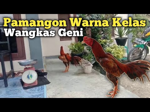 Detail Ayam Wangkas Geni Nomer 26