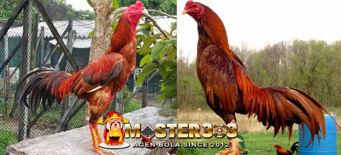 Detail Ayam Wangkas Geni Nomer 30