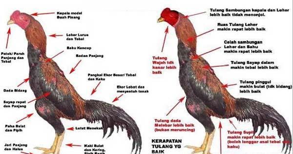 Detail Ayam Wangkas Geni Nomer 33