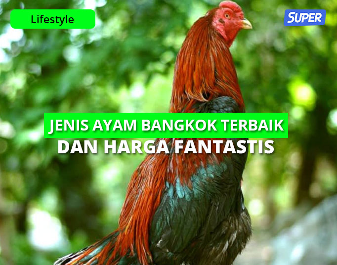 Detail Ayam Wangkas Geni Nomer 35