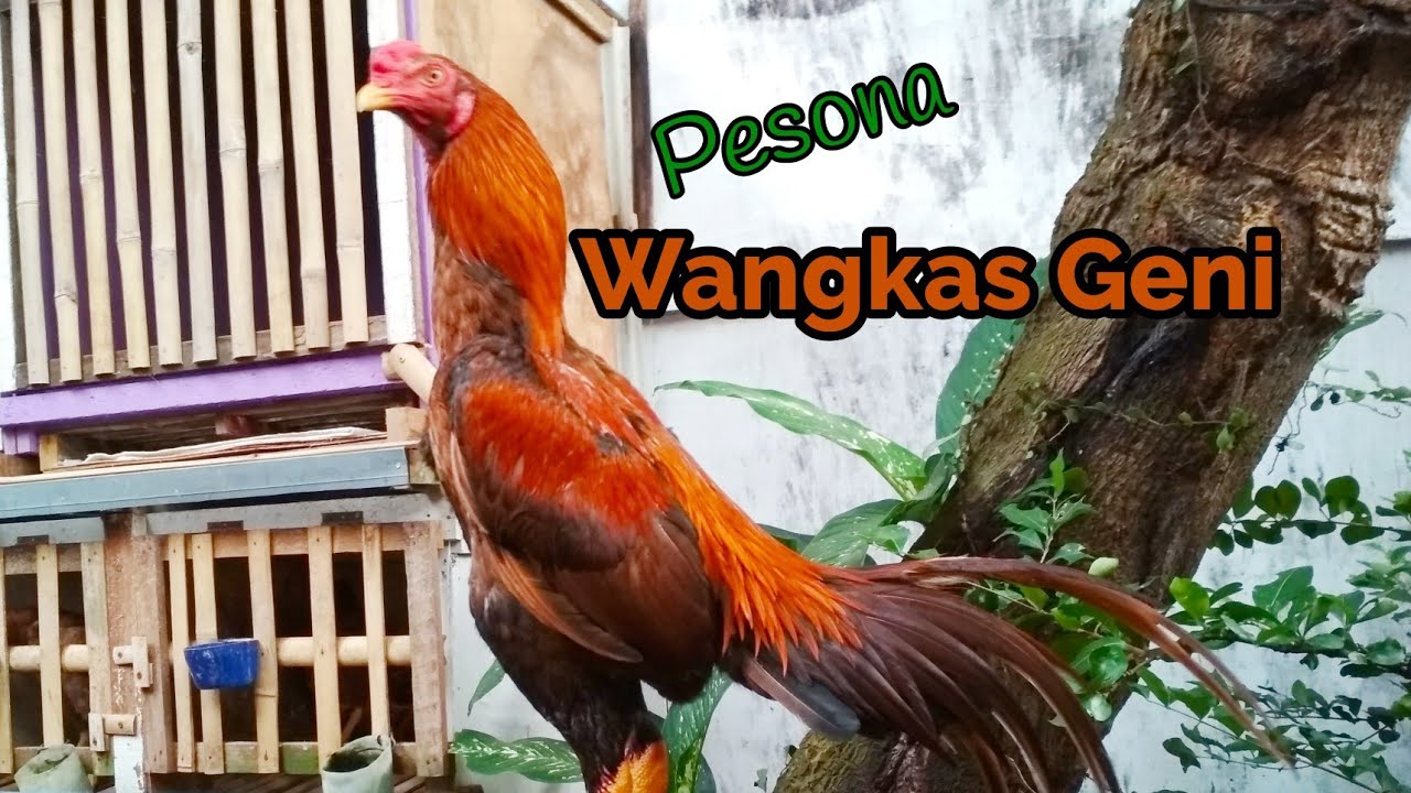 Detail Ayam Wangkas Geni Nomer 10