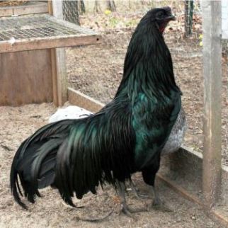 Download Ayam Warna Hitam Semua Nomer 15