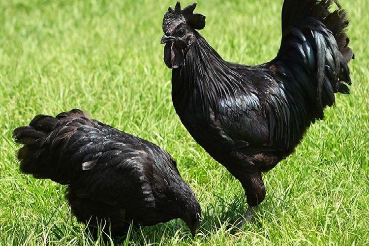 Detail Ayam Warna Hitam Semua Nomer 3