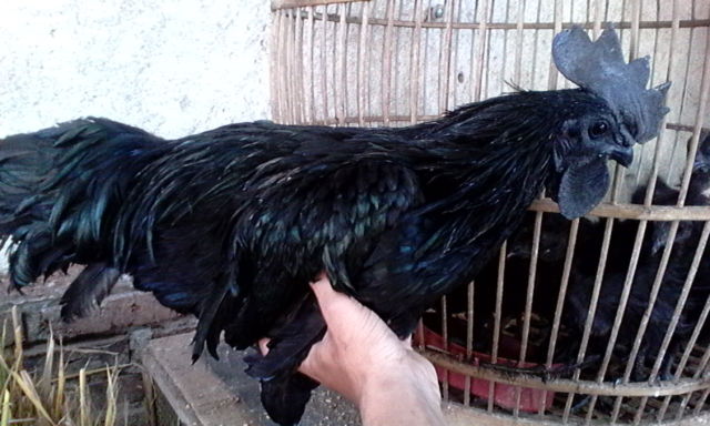 Detail Ayam Warna Hitam Semua Nomer 20