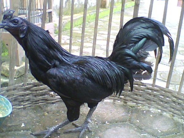 Detail Ayam Warna Hitam Semua Nomer 22