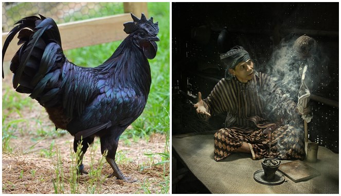 Detail Ayam Warna Hitam Semua Nomer 26