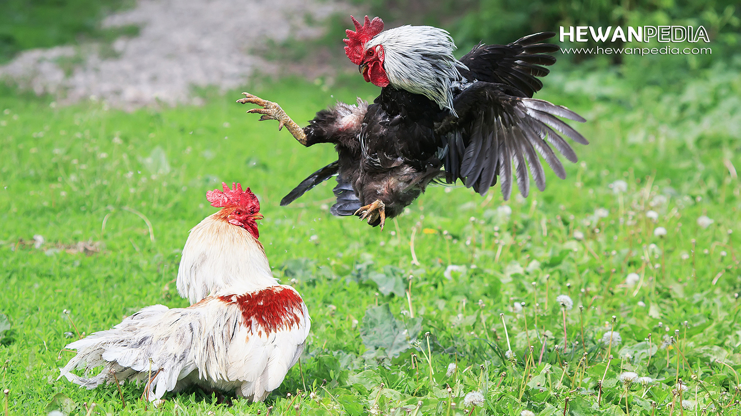 Detail Ayam Warna Hitam Semua Nomer 27