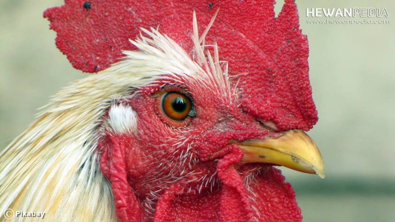 Detail Ayam Warna Hitam Semua Nomer 40