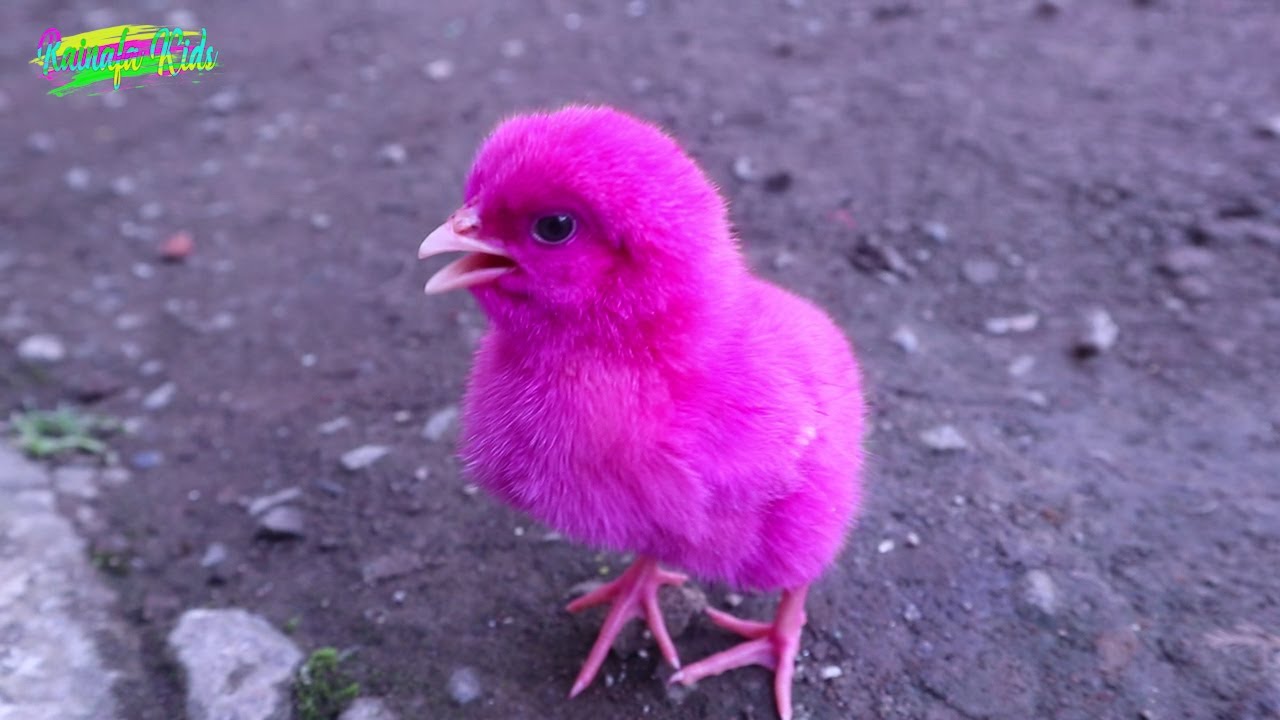 Ayam Warna Pink - KibrisPDR