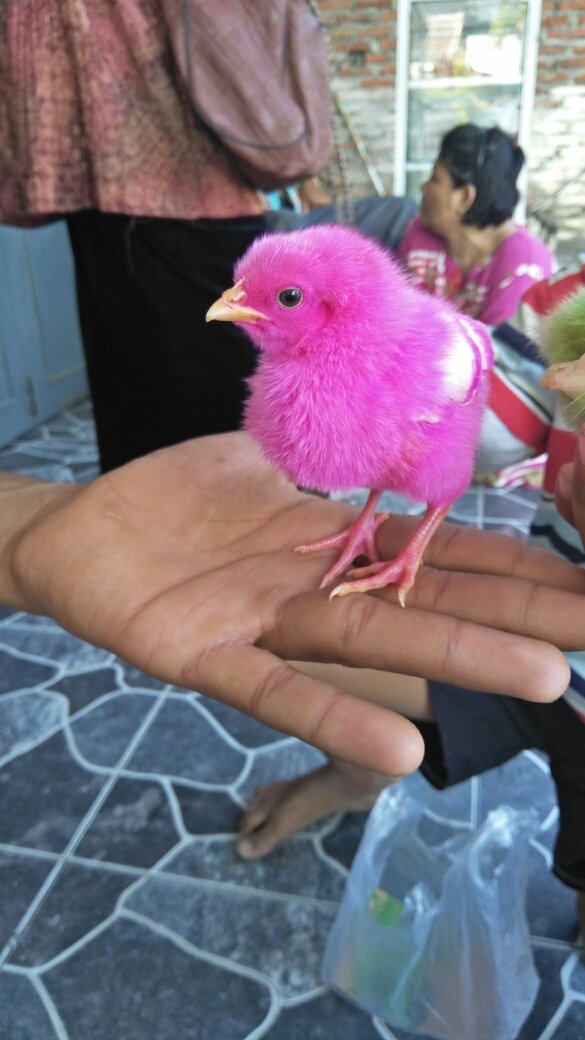 Detail Ayam Warna Pink Nomer 9