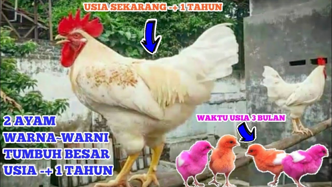 Detail Ayam Warna Warni Sudah Besar Nomer 2