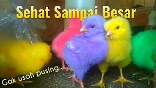 Detail Ayam Warna Warni Sudah Besar Nomer 13